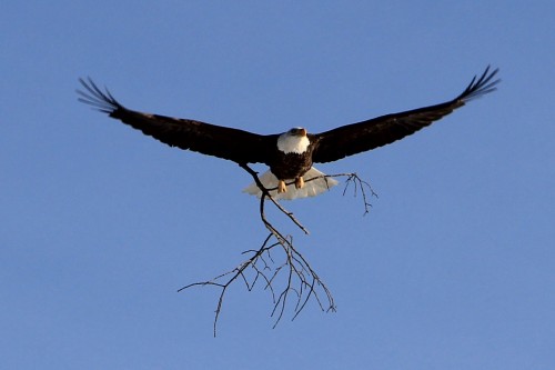 http://www.stcroix360.com/wp-content/uploads/2012/02/bald-eagle-nest-building-gary-noren-1-500x333.jpg