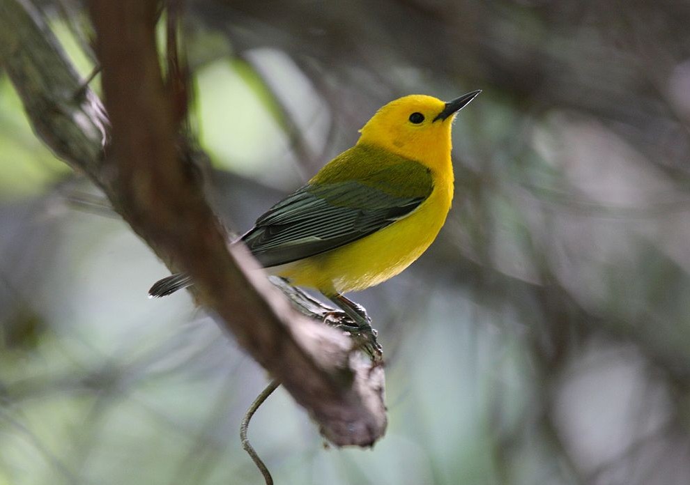 Park Service Scientists Survey St. Croix Birds | St. Croix 360