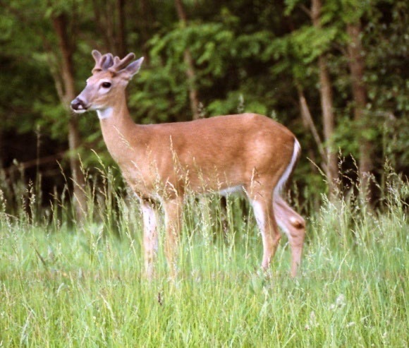 Afton State Park Phenology, June 28 to July 4 – St. Croix 360